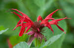 Scarlet beebalm